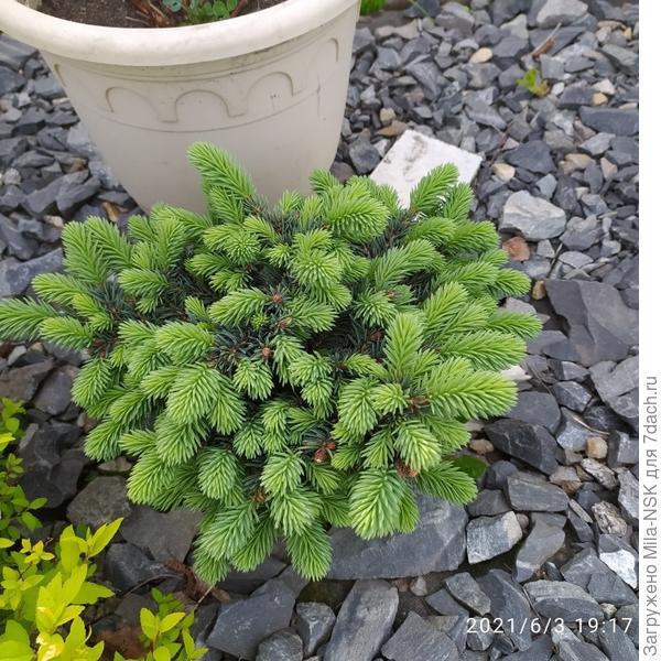 Моя кроха-ёлочка. На самом деле она голубая-голубая!!!