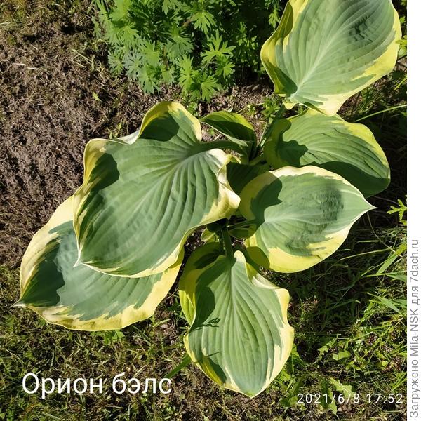 Орион бэлс