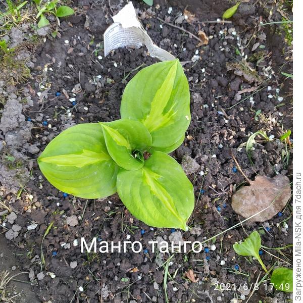 Новиночка этого года Манго танго.