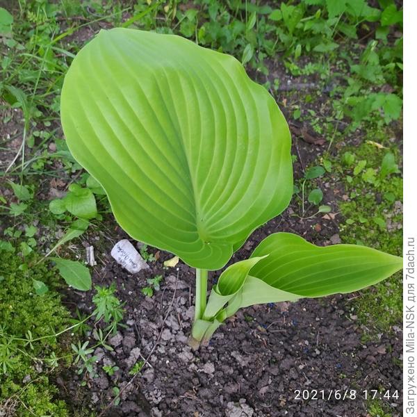 Вот моя Сам энд субстанс.