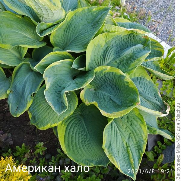 Амеркан хало.