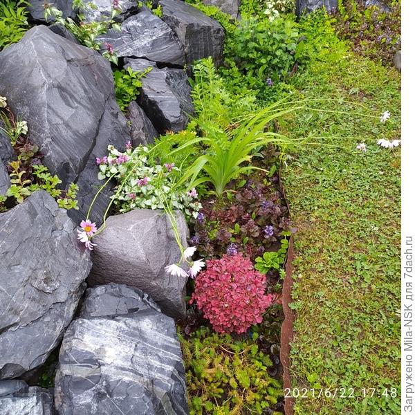 Пиретрум лежит на камнях.