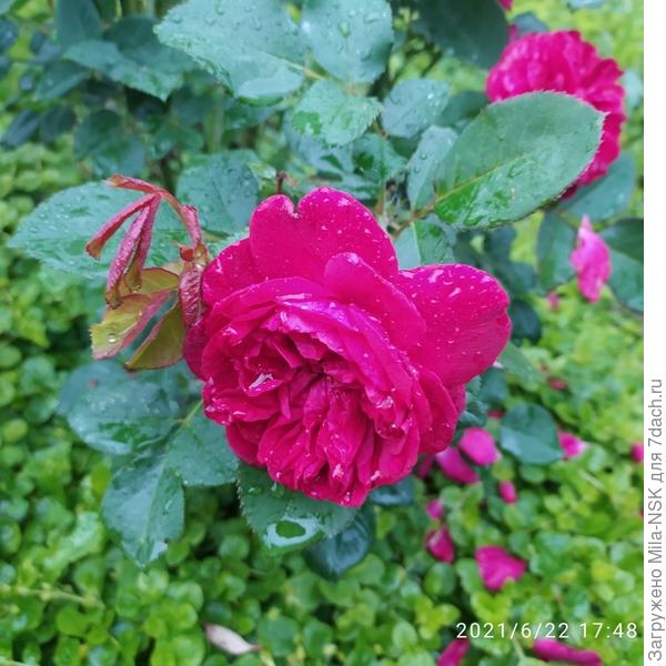 Розочки носы повесили. Дарси Базель.