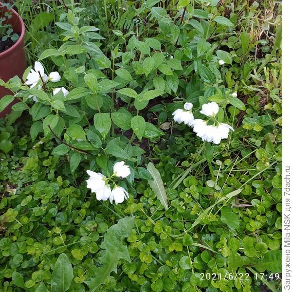 Чубушник тоже уткнулся носом в землю.