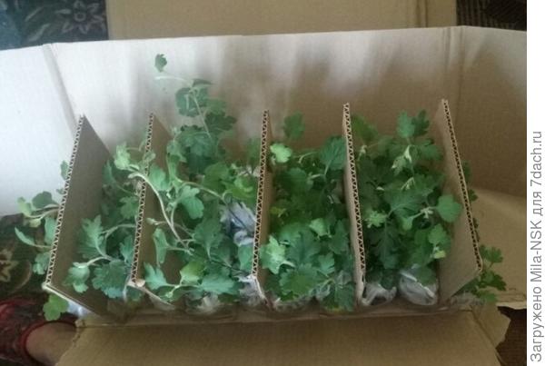 Стаканчики были скреплены между собой, да еще приклеены к коробке, чтобы не болтались.  Между рядами проложены поперечные картонки.