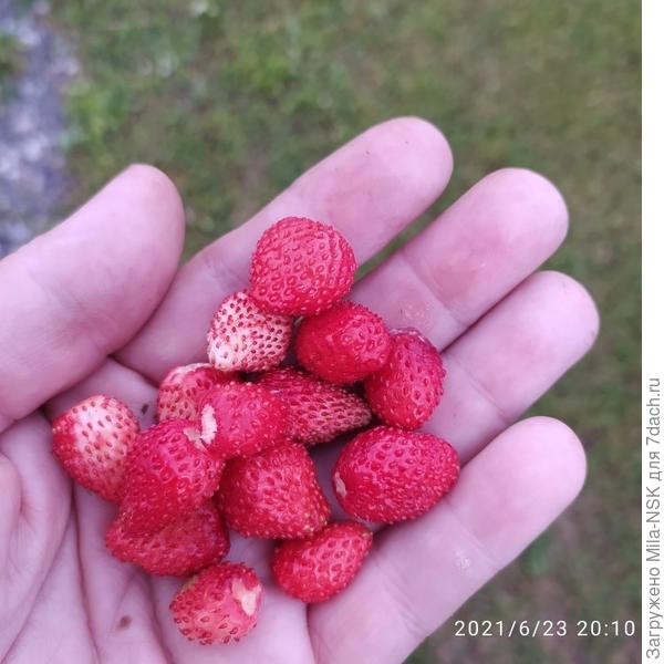 Вкуснаяяяя!!!!!!!!!! Запашистаяяя!!!!!