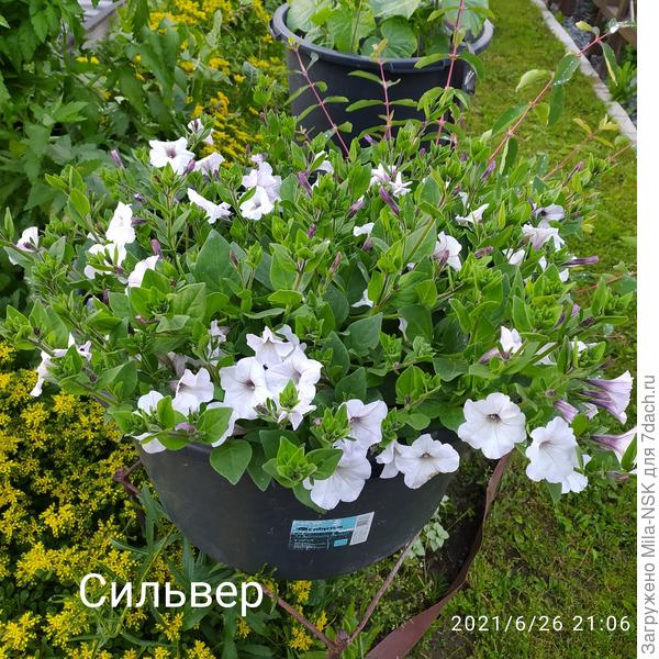 Тайдал Сильвер. Масса бутонов. Дожди и низкая температура пока не дают им распуститься.