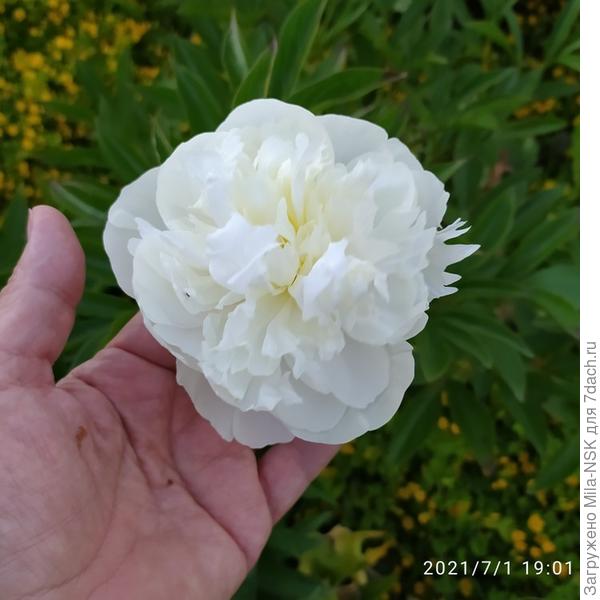 А расцвел вот такой.