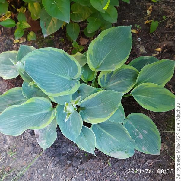 Эти в палисаднике в тени растут