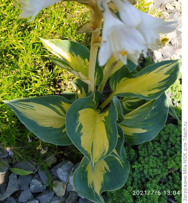 Бирка стояла возле этой.