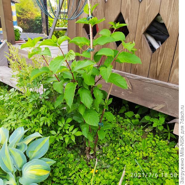 Фрейзе мельба. В этом году у неё отросли ещё две ноги. Их на фото видно, они прищипнуты к колышкам. На заднем плане нога уже почти догнала старую, а на переднем маленькая, почему-то растёт медленно.