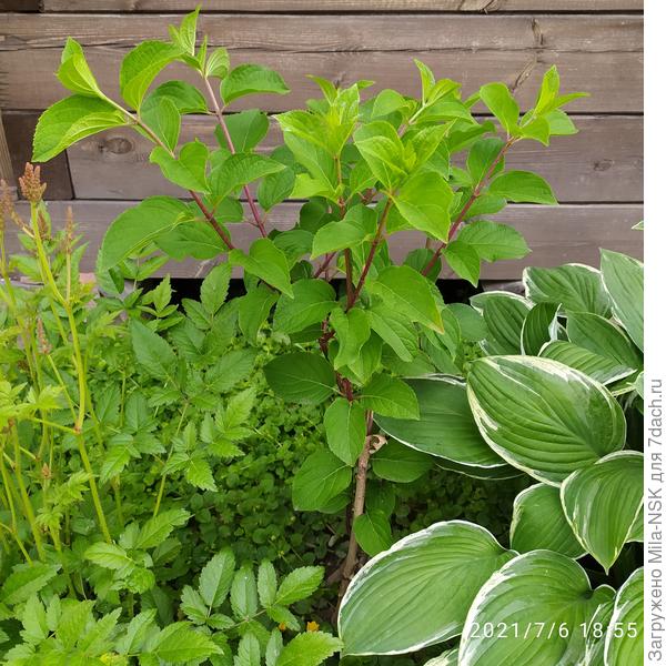 Диамантино. У этой нога одна. А на ней примерно с 10 сантиметров от основания отросли три побега, которые растут практически вертикально. Из них один примерно с середины ветвится побегами второго порядка, а два пока полностью без боковых побегов, состоят из одной ветки. На концах всех веточек бутоны.