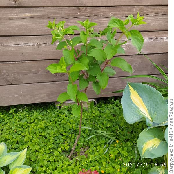 Как имя этой- не знаю. Она была изначально корявая. Я два года назад вырезала все побеги, оставив этот один. Как смогла, его выпрямила. Сейчас он разветвился. Больше пока от основания новых побегов нет, в отличие от первых двух. Тоже на концах всех веточек бутоны.