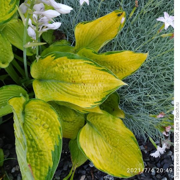 Вот про эту я выше писала  что на солнце её листья ярко желтые, а внутри куста зеленые.