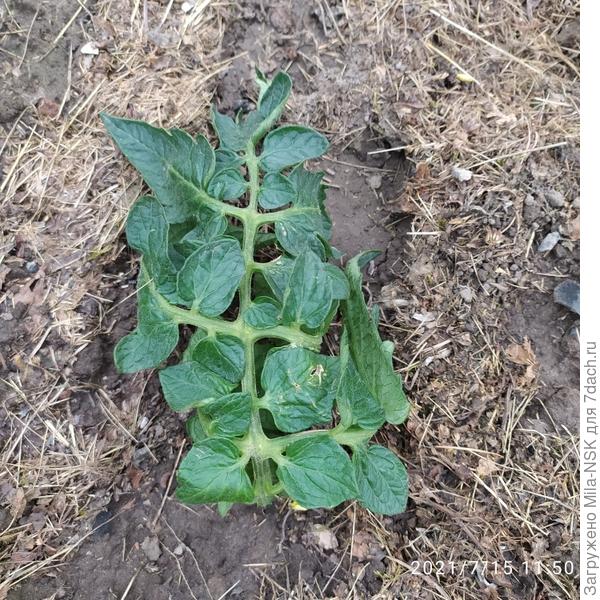 А лист-всем листьям лист!