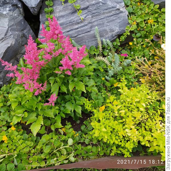 В компании с астильбой