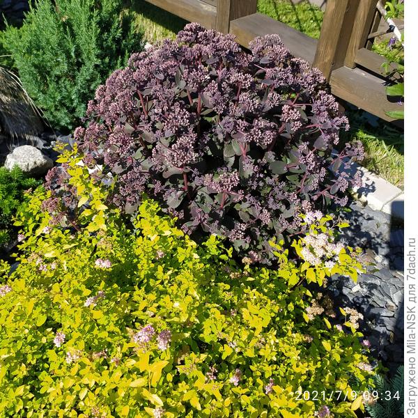 С очитком в каменистом садикн