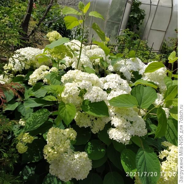 Белое облако. Нынче цветки, как никогда!