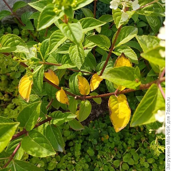 Что делать, если у гортензии желтеют листья?