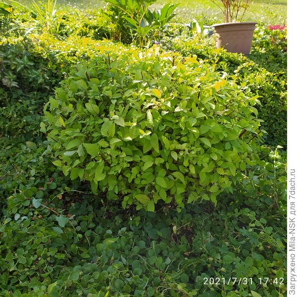 Очаровательный шарик Литл принцесс