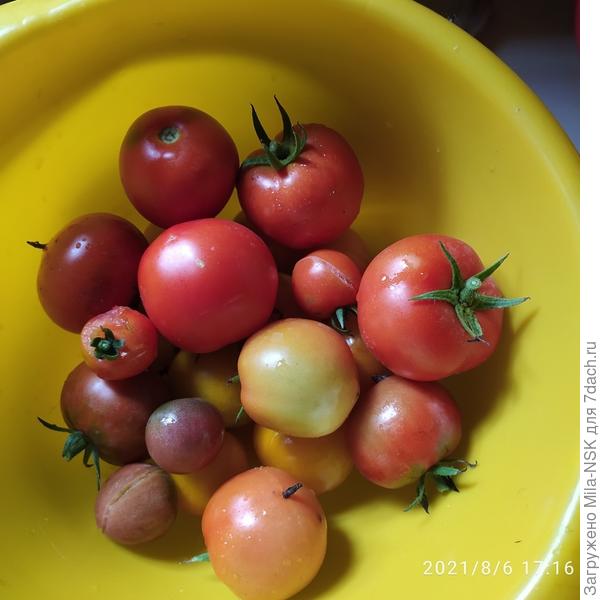 Урожай хоть и небольшой, но зато не первый.