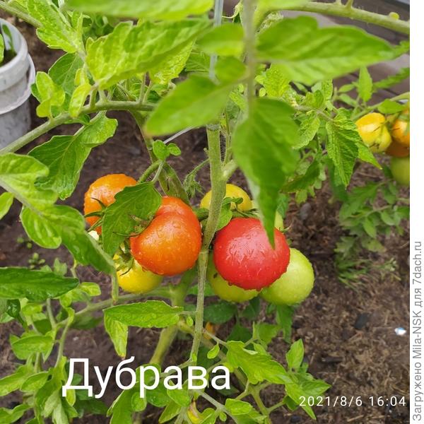 Дубрава