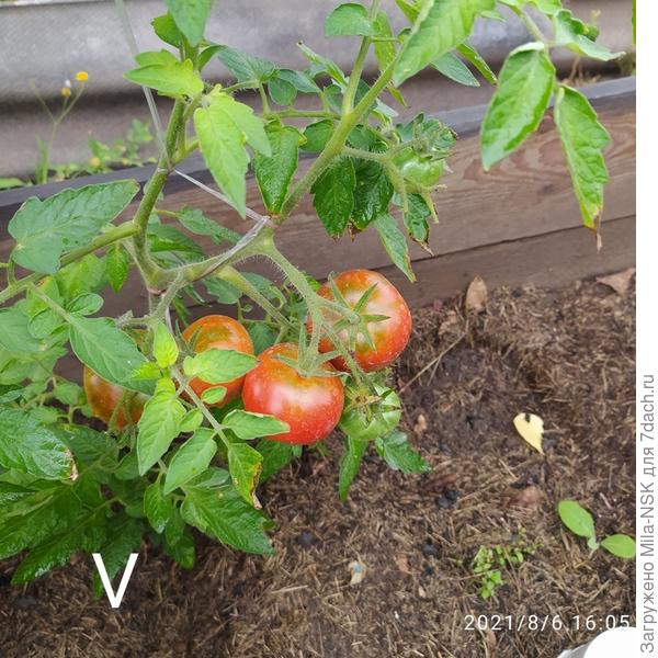 Сибирский скороспелый