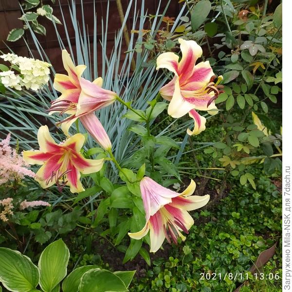 Лилии припозднились.