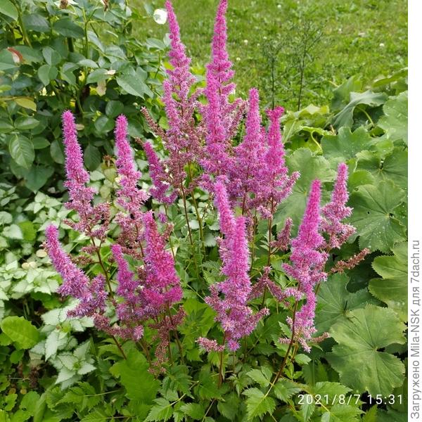 Некоторые астильбы приняли эстафету от своих сестричек: