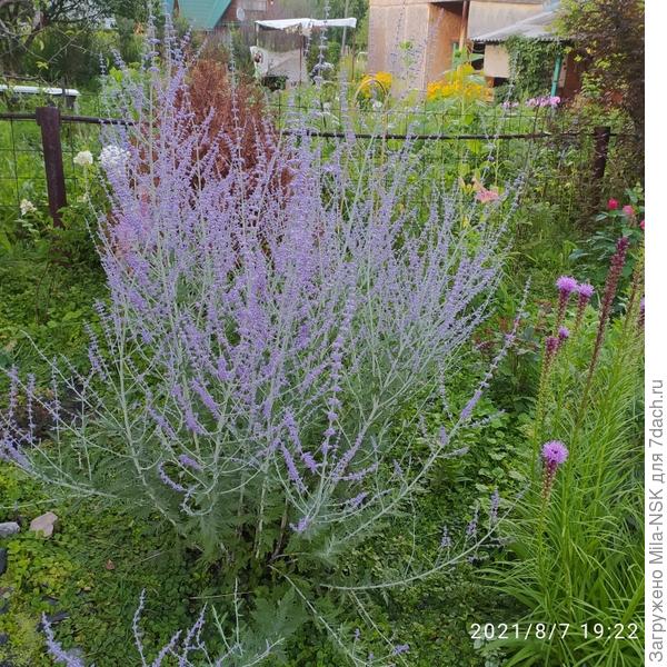 Красавица перовския во всей красе.