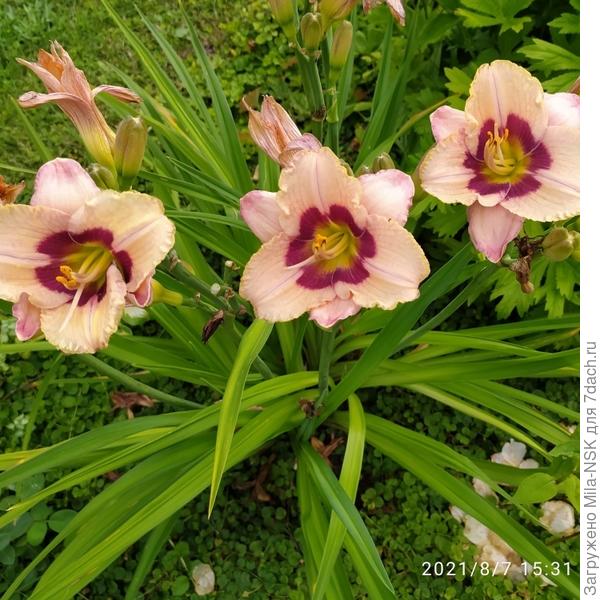 Пришла пора лилейников: