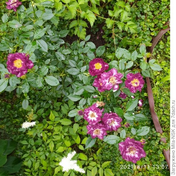 А вот первая волна роз отошла. Набирают силы на вторую..