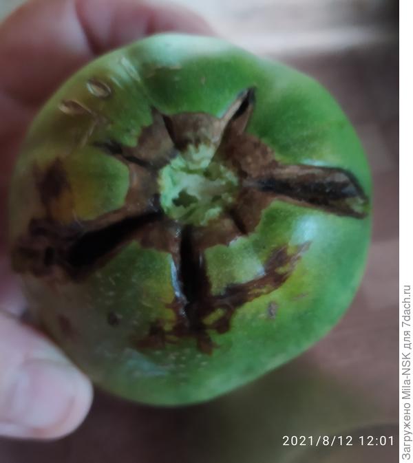 Сняла я, все-таки, помидорчик. Вот такая бяка на попке у него. Пускай дозревает на окне.