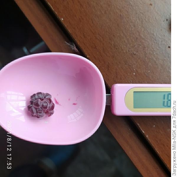 Самая маленькая весила 1,8г.