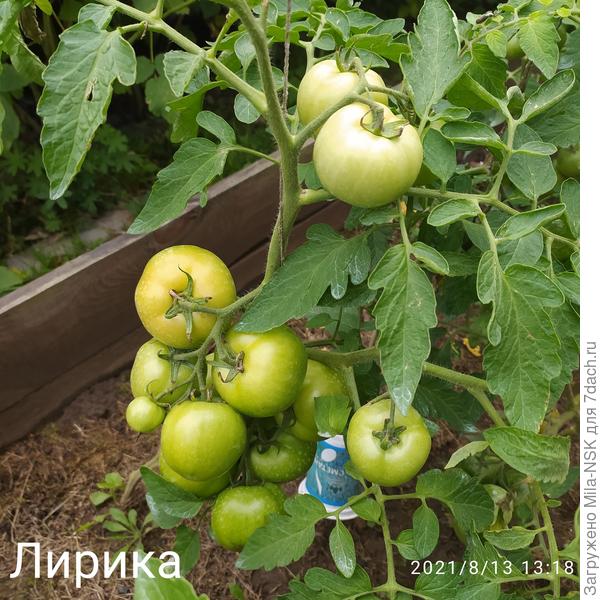 Лирика. Плоды плотные, сладкие,  ровные,  кожица толстовата. Для засолки самое то!