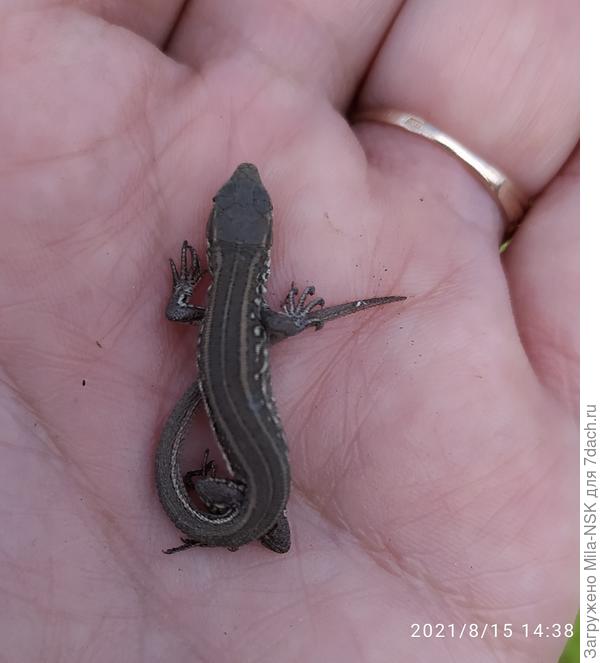 А на этот детский сад наступить боюсь. Из-под ног врассыпную бегут.