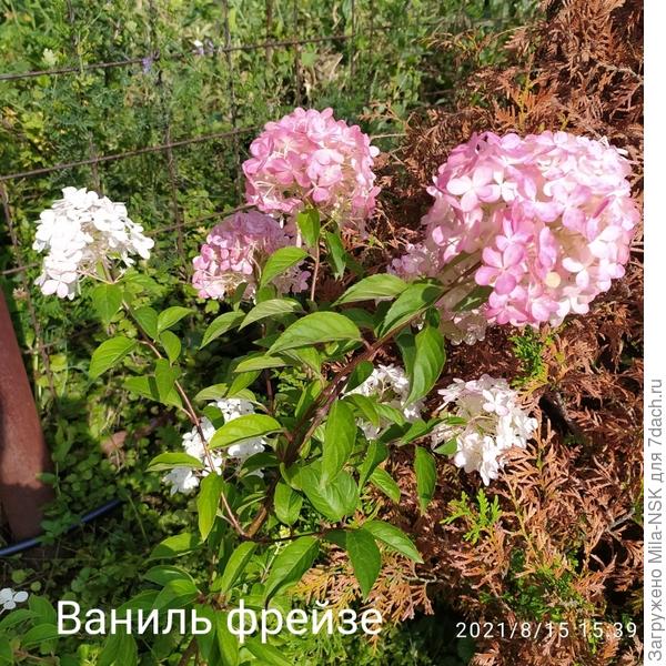 Моя Ваниль фрейзе, &quot;восставшая из пепла&quot;. Т.е. выжившая после того, как я её сожгла удобрением. Ну и покоцанная основательно.