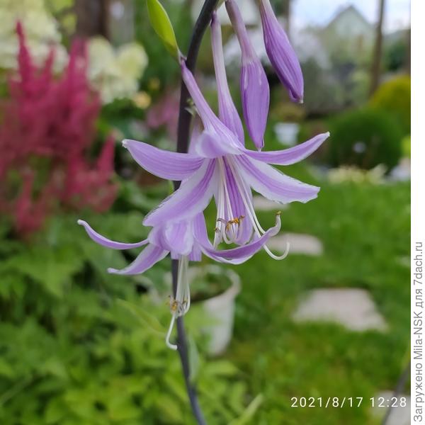 Ну разве не чудо???