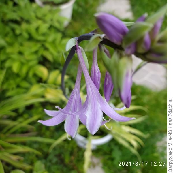 А это её очаровательные детки! Нежно сиреневые колокольчики с белыми прожилками.