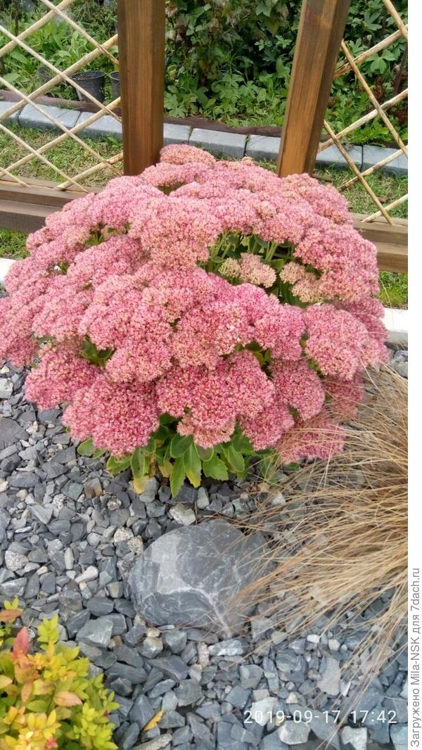 Это его прародитель, сидит в другом месте.