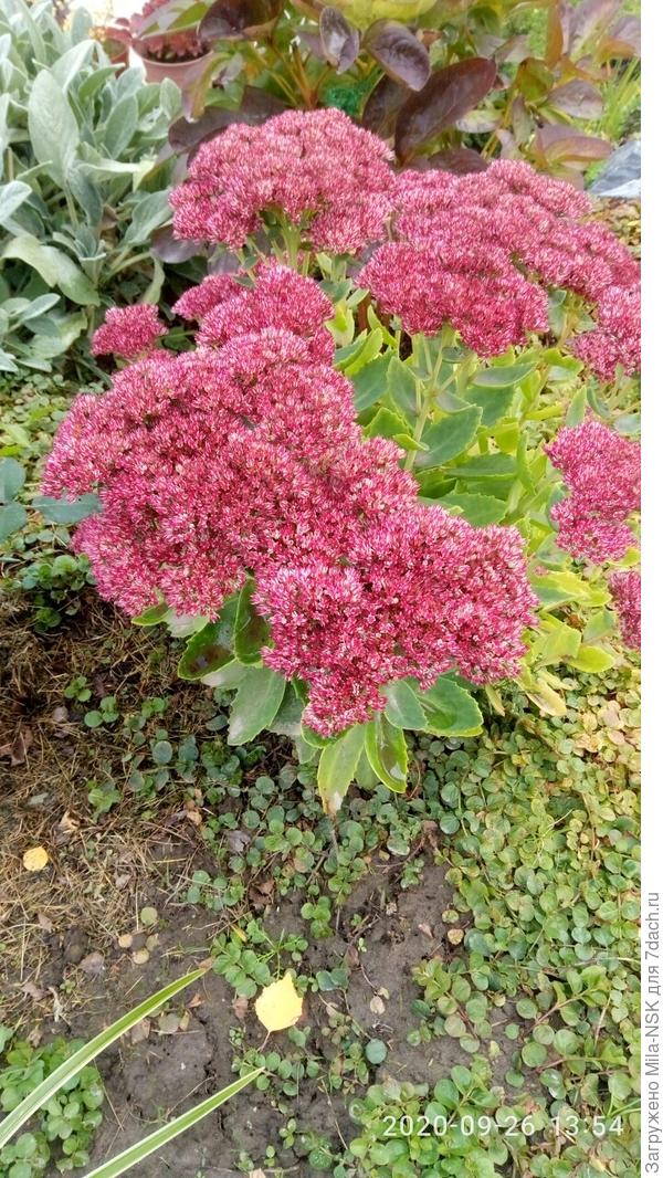 Мой красавец в сентябре прошлого года.