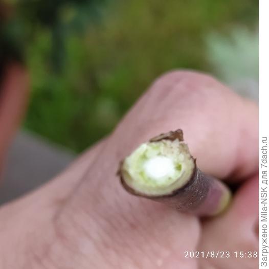 На срезе внутри стебля тоже  не видно никаких поражений.