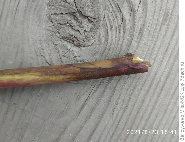 Он гладкий, впечатление такое, как будто одревесневает.