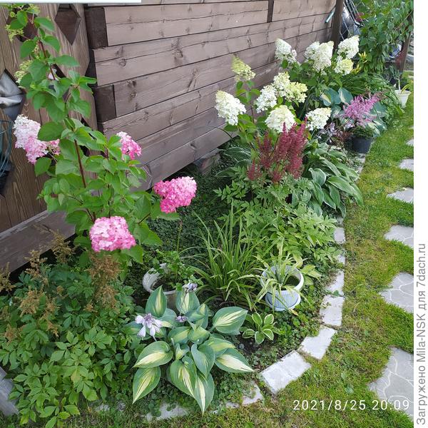 На переднем плане. Начинает краснеть. Скоро темно-малиновой станет.