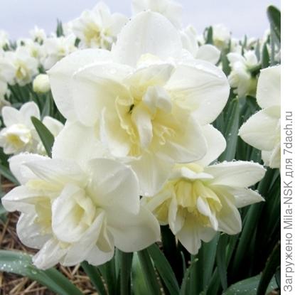 Нарцисс Истер борн.