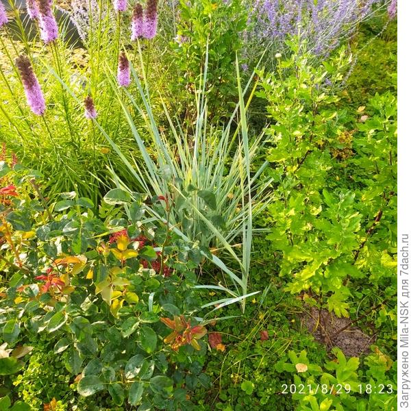 Здесь он немного почиканый  я его в прошлом году делила.