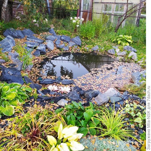 Береза сбрасывает желтые листья. Все  вокруг засыпало.