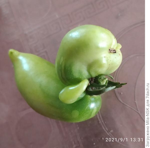 Уточка в манишке