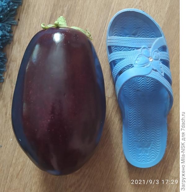 Любимый размерчик (тапка 41 размера).