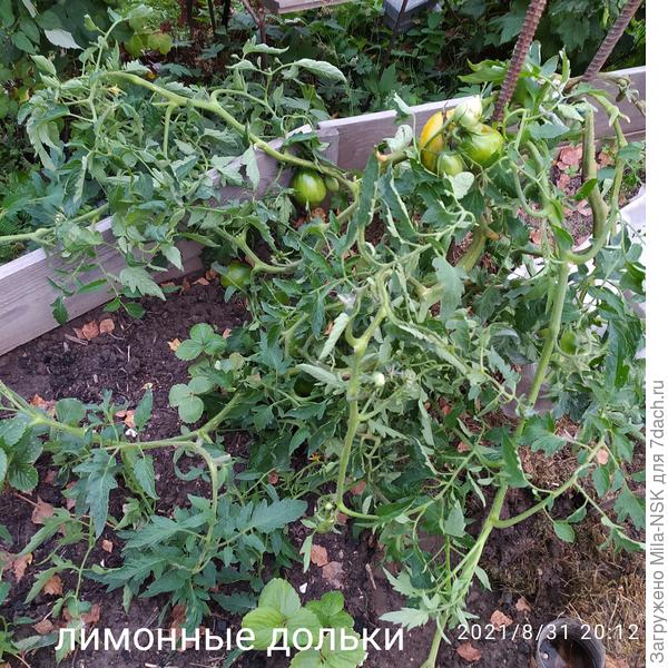 Один из кустов после сбора урожая.